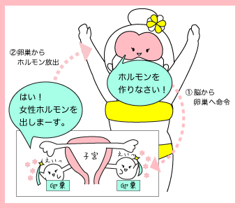 思春期女の子の身体の変化（中高生向け性教育）