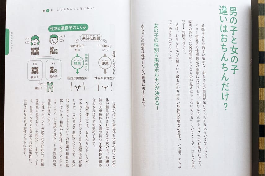 性教育本「泌尿器科医ママが伝えたい おちんちんの教科書」の内容紹介